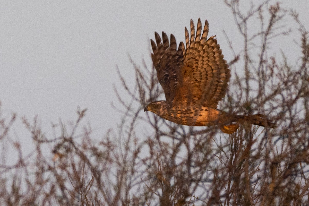 Eurasian Goshawk - ML615004146