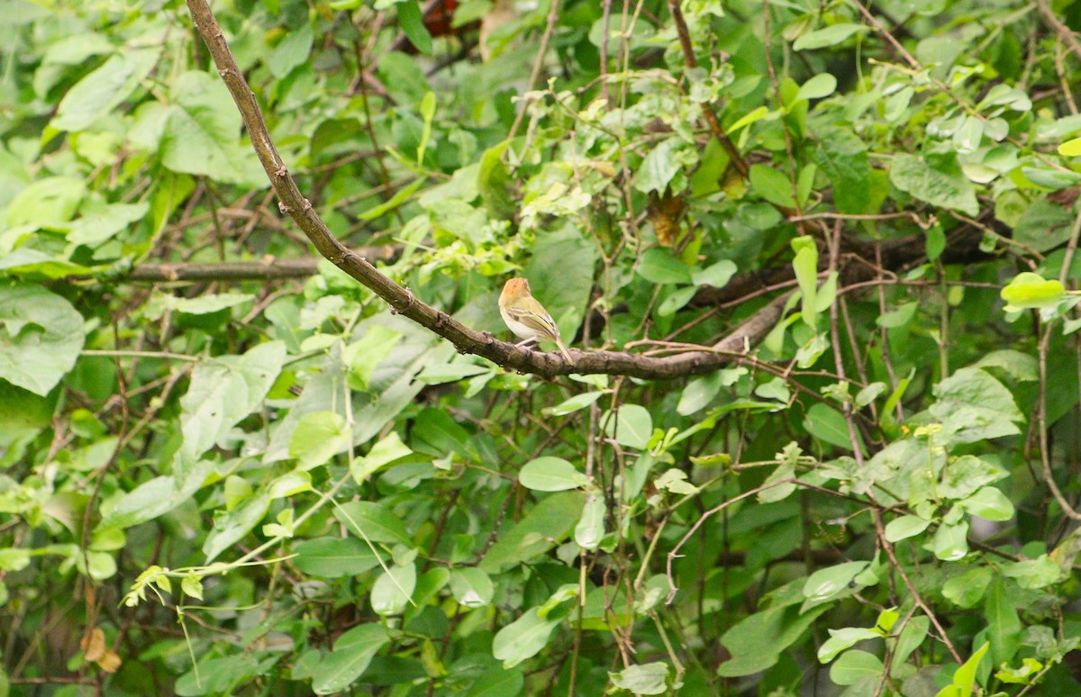 Scale-crested Pygmy-Tyrant - ML615004149