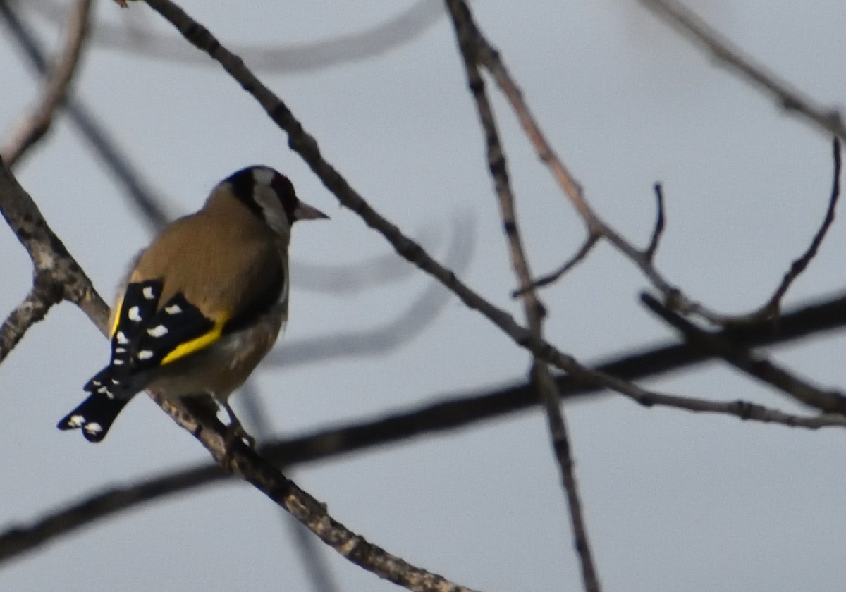 European Goldfinch - Mu Sano