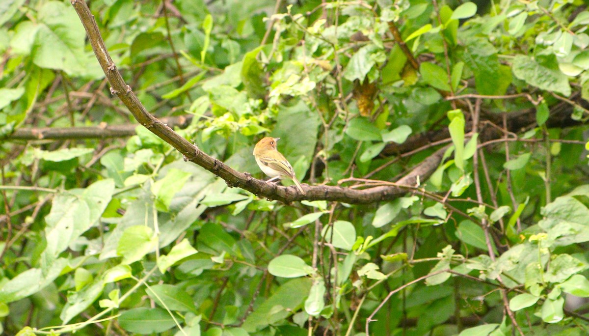 Scale-crested Pygmy-Tyrant - ML615004180