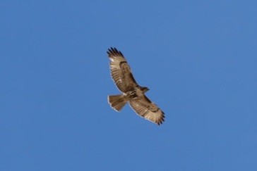 Red-tailed Hawk - Kelly Gann