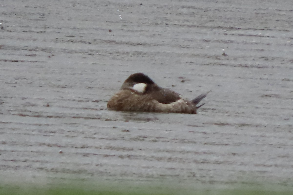 Ruddy Duck - ML615004209