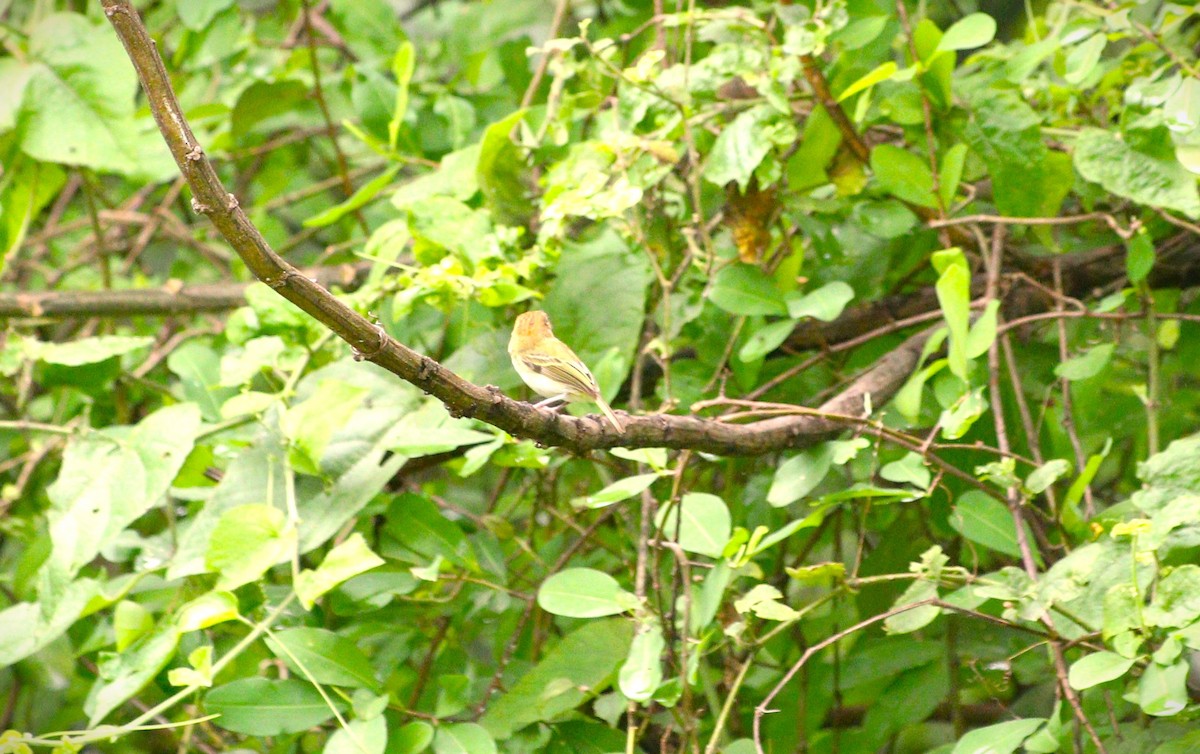 Scale-crested Pygmy-Tyrant - ML615004218