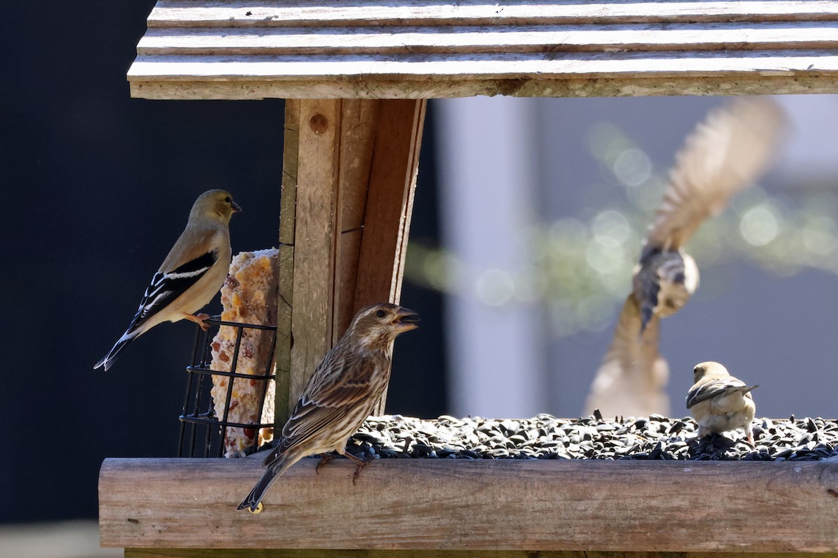 Purple Finch - ML615004229