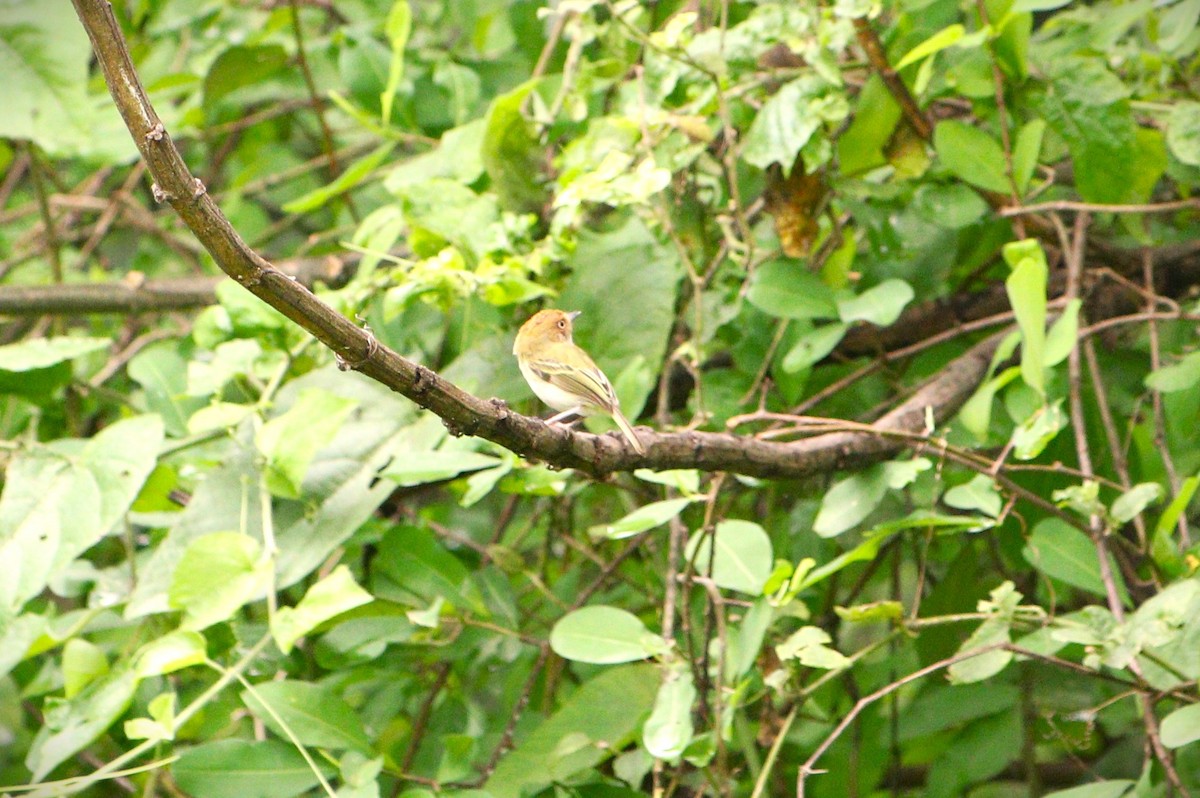 Scale-crested Pygmy-Tyrant - ML615004233