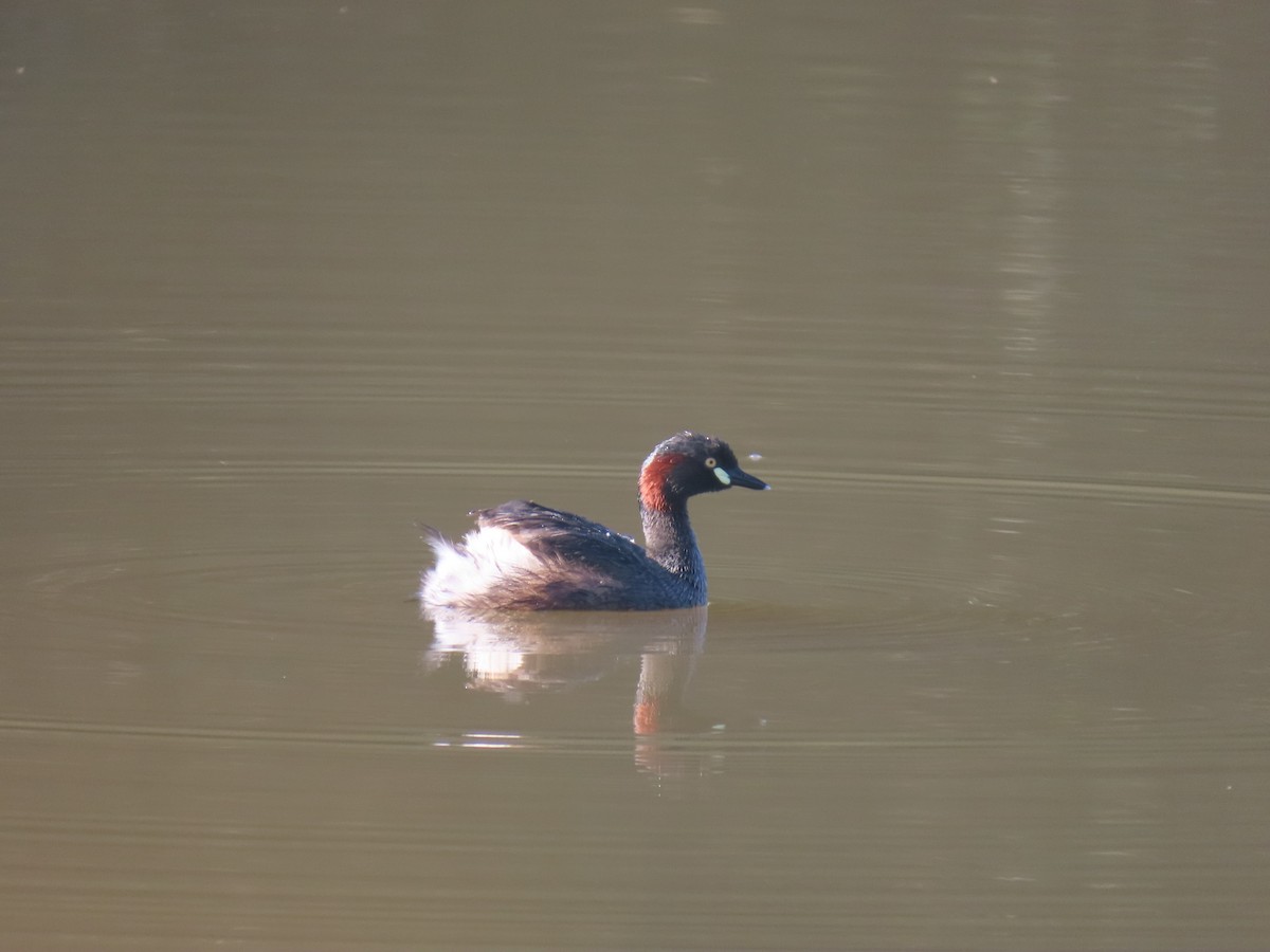 Australasian Grebe - Jemaine Mulcahy