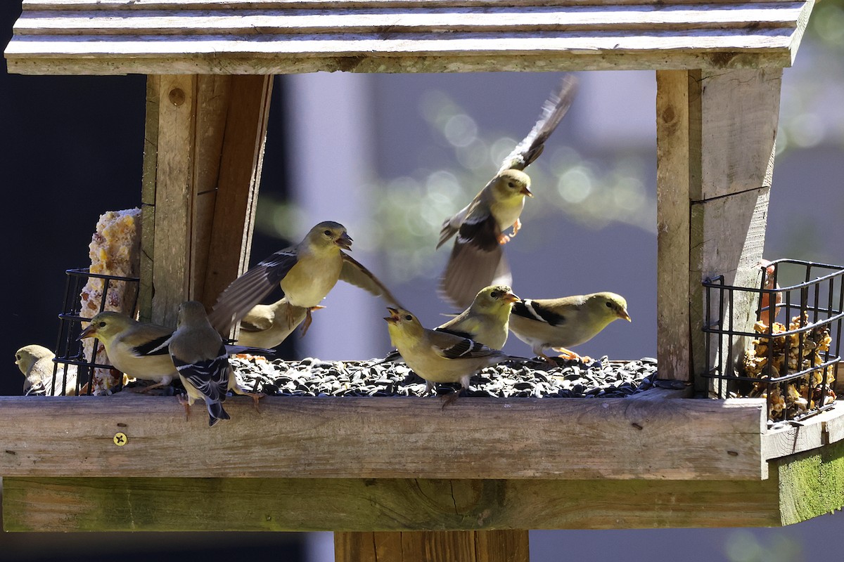 American Goldfinch - ML615004251