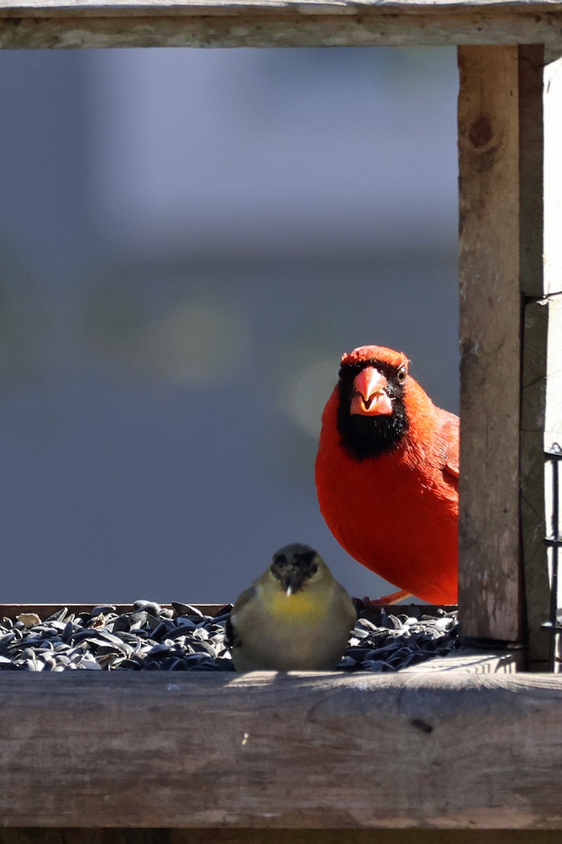 Cardinal rouge - ML615004261