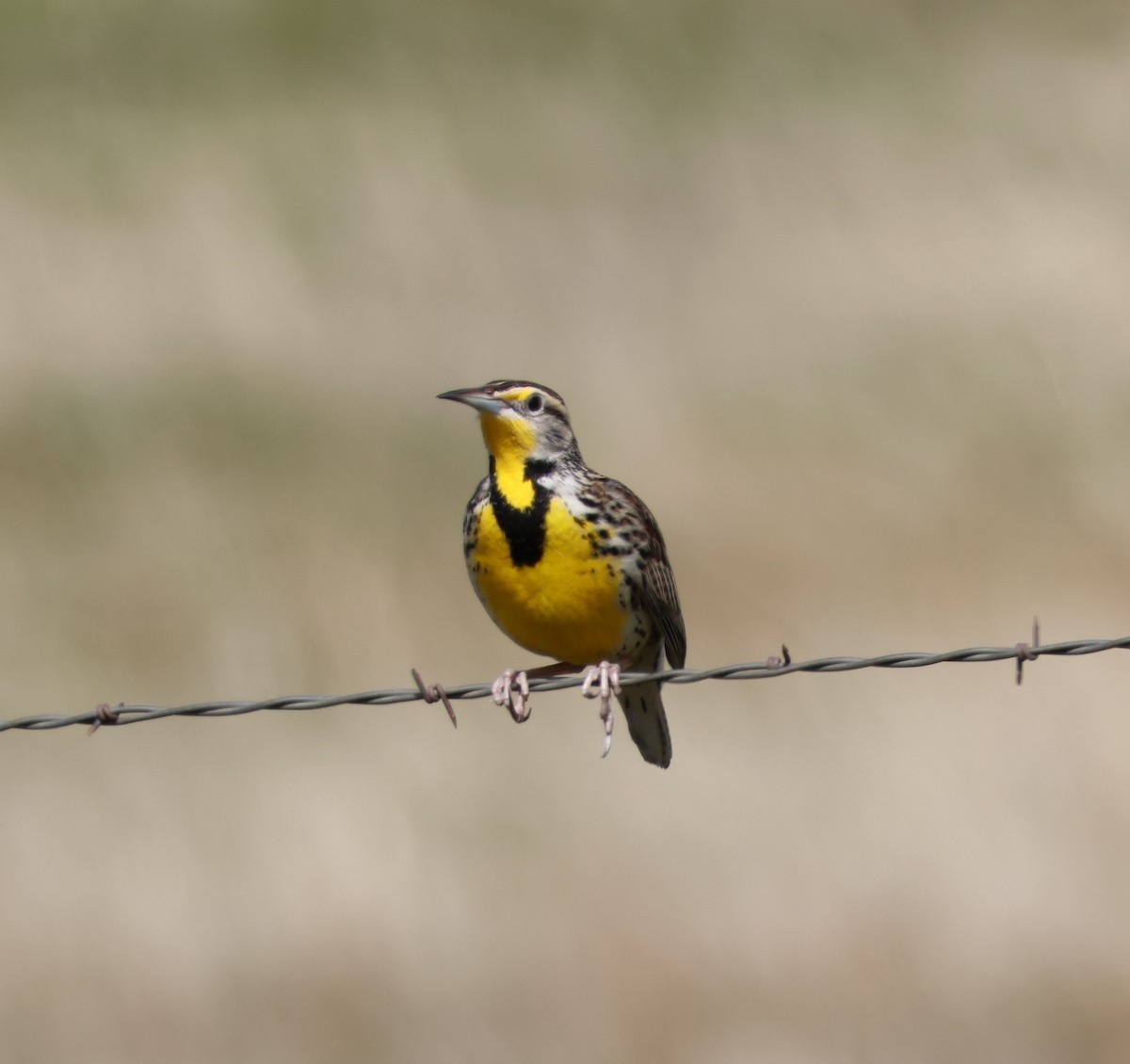 Western Meadowlark - ML615004425