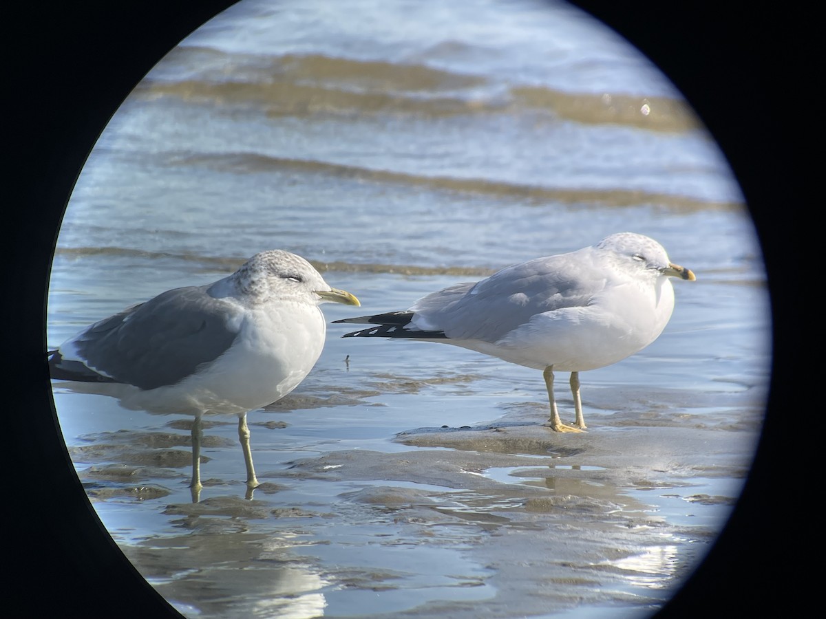 Common Gull (Kamchatka) - Chad Witko