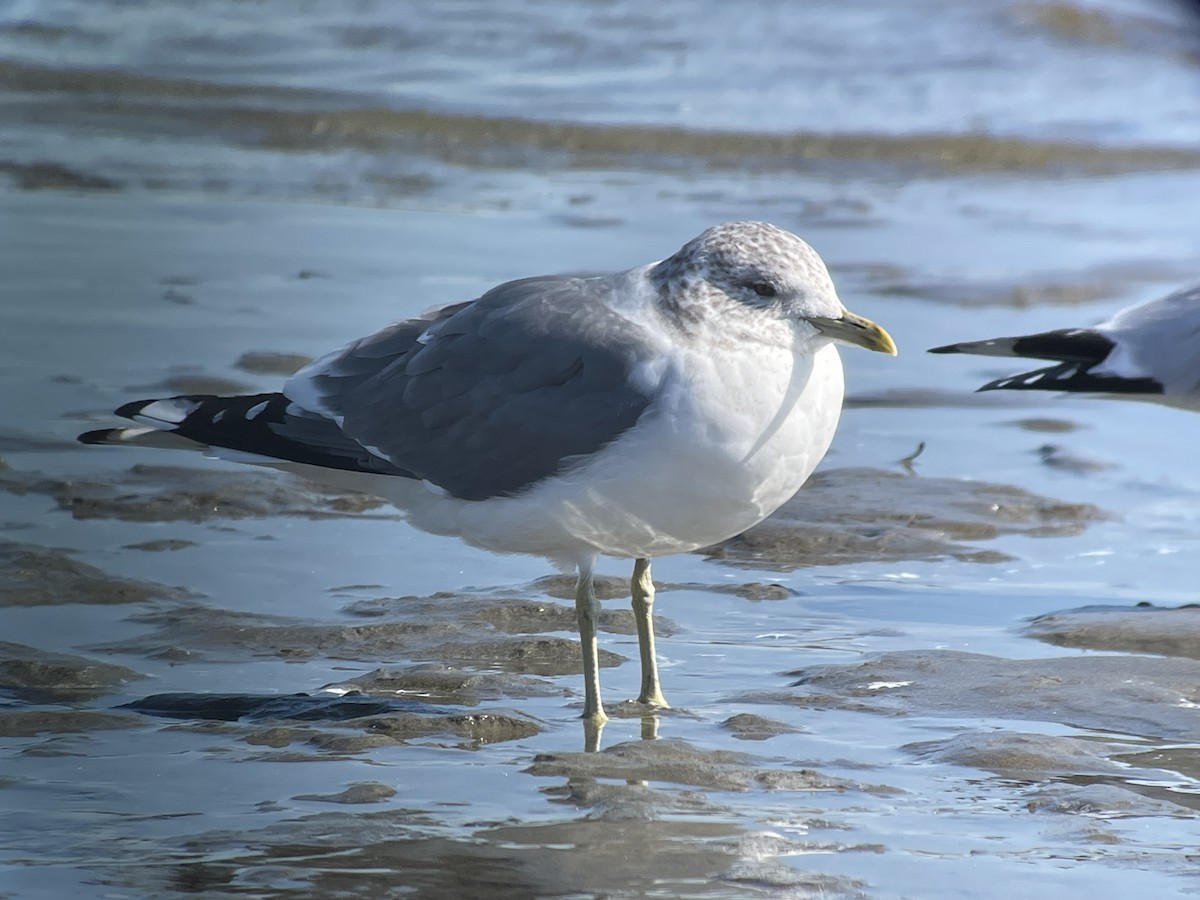 Common Gull (Kamchatka) - Chad Witko