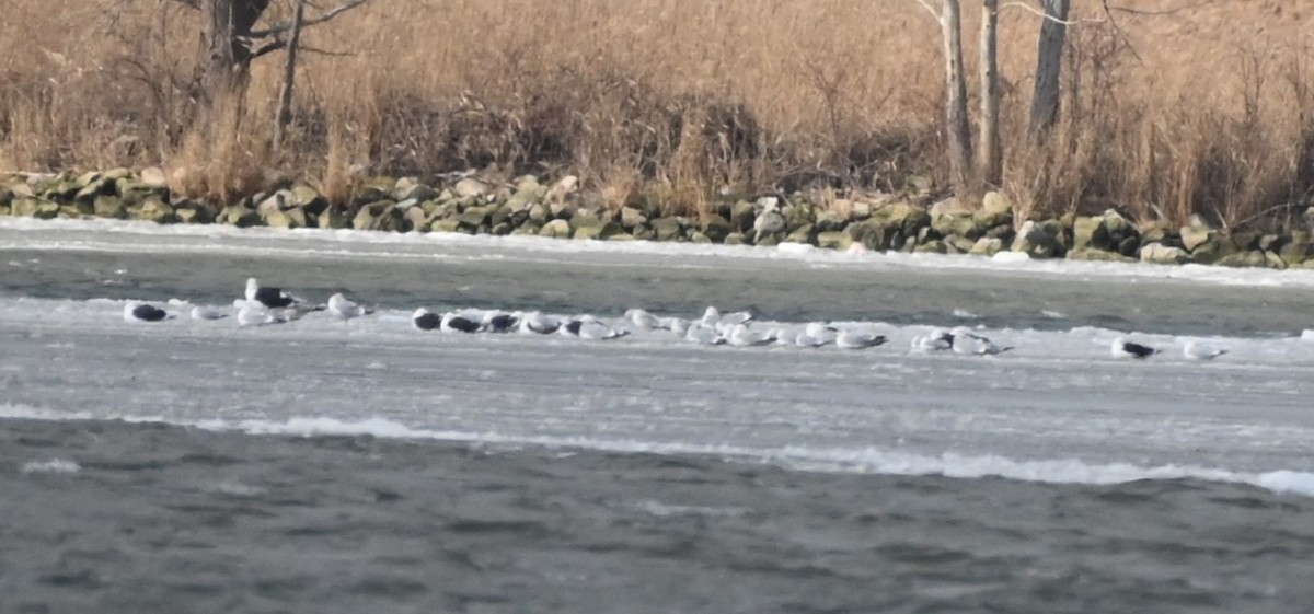 Great Black-backed Gull - ML615004466