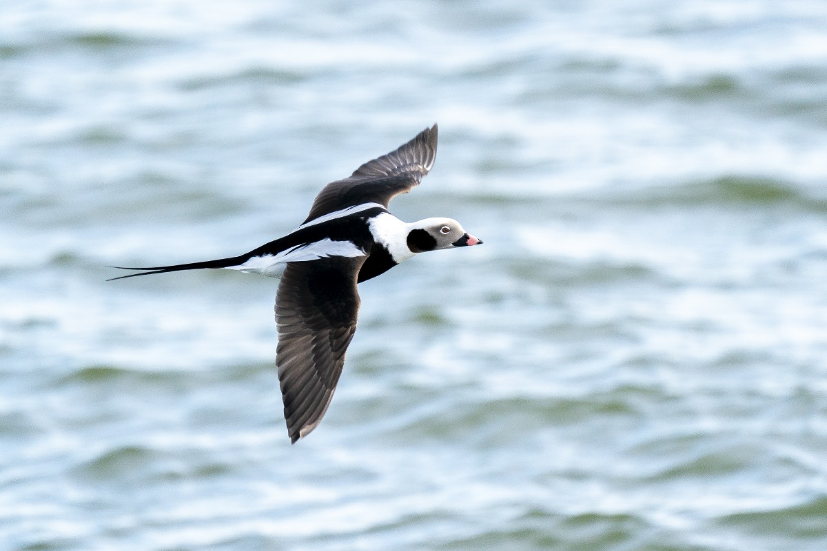 Long-tailed Duck - ML615004498