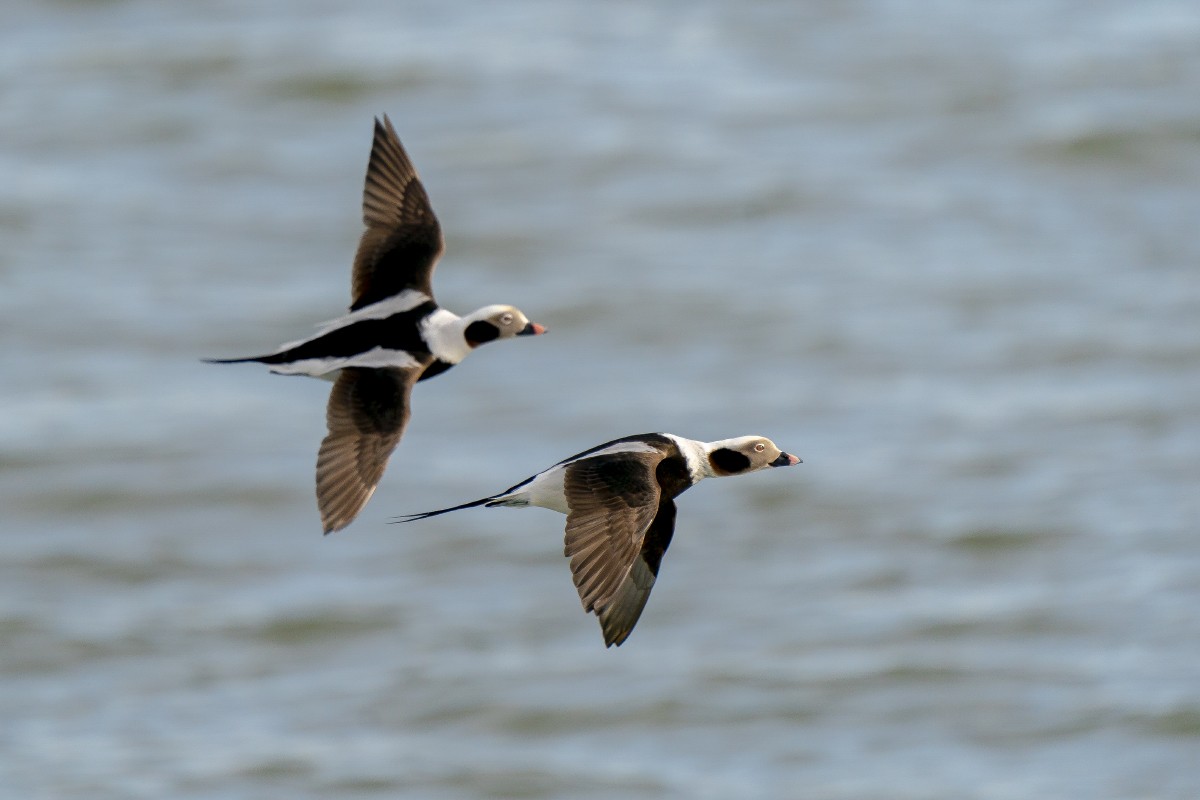 Long-tailed Duck - ML615004499