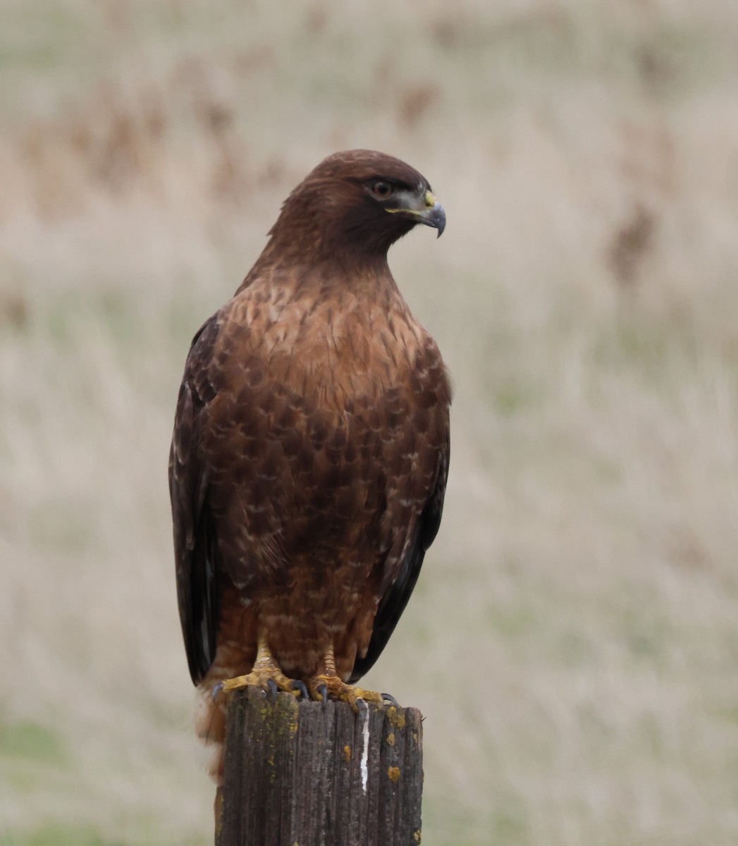 Rotschwanzbussard - ML615004576