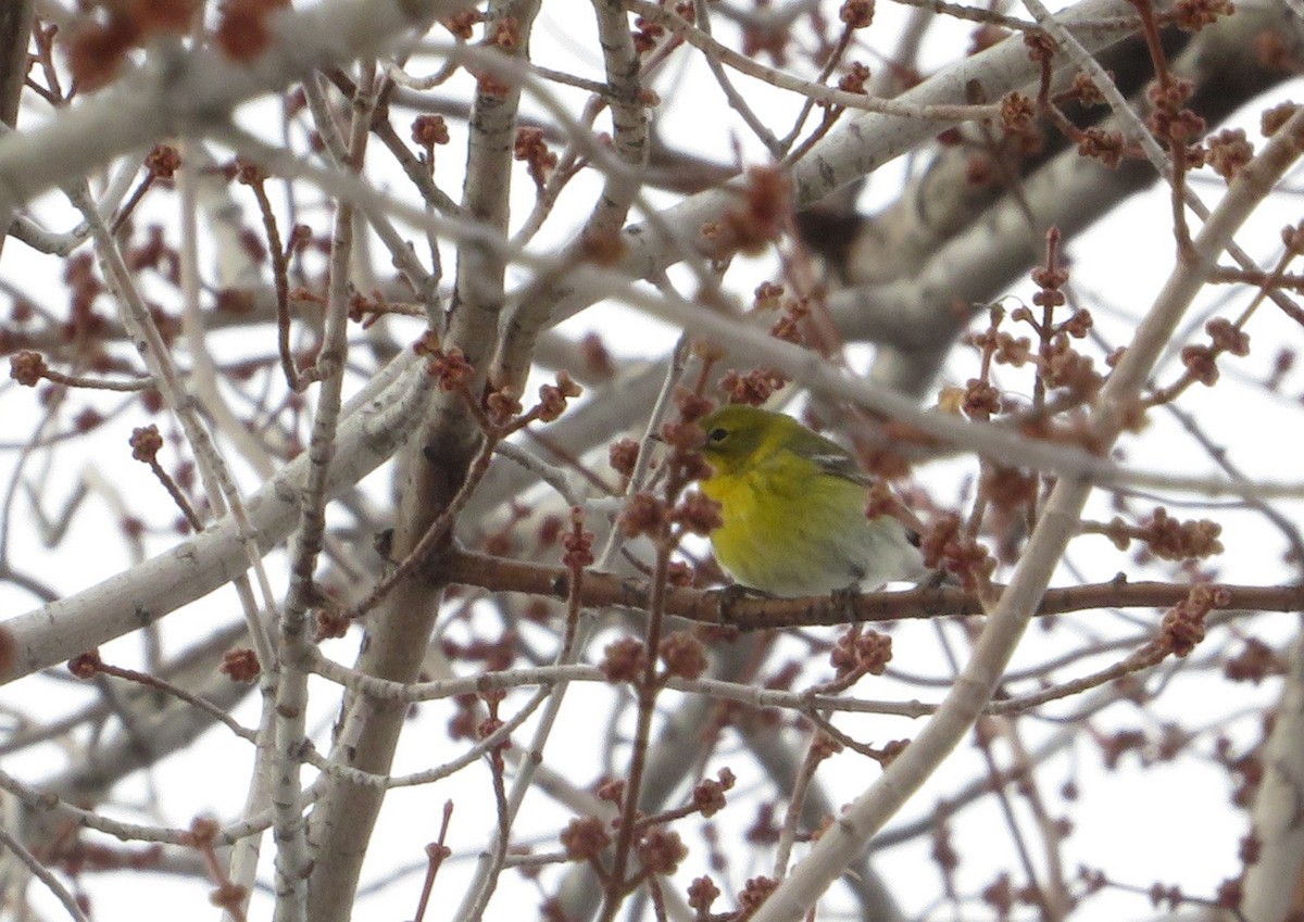 Pine Warbler - Owen Robertson