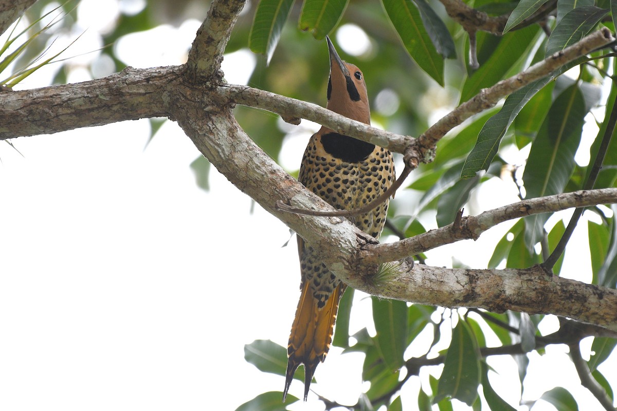 Northern Flicker (Cuban) - ML615004585