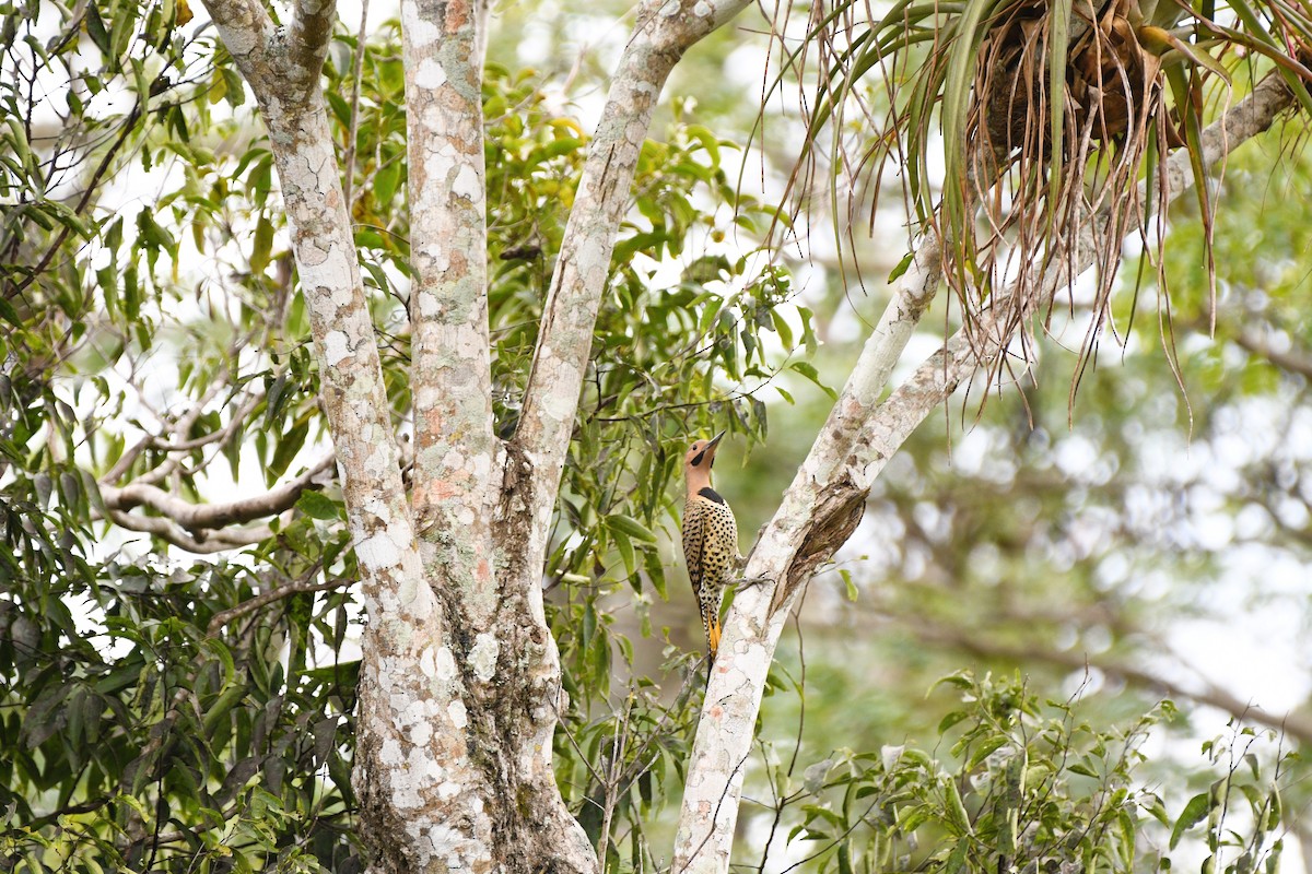 Northern Flicker (Cuban) - ML615004612