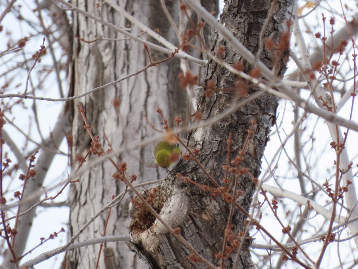 Pine Warbler - Kieran Schnitzspahn