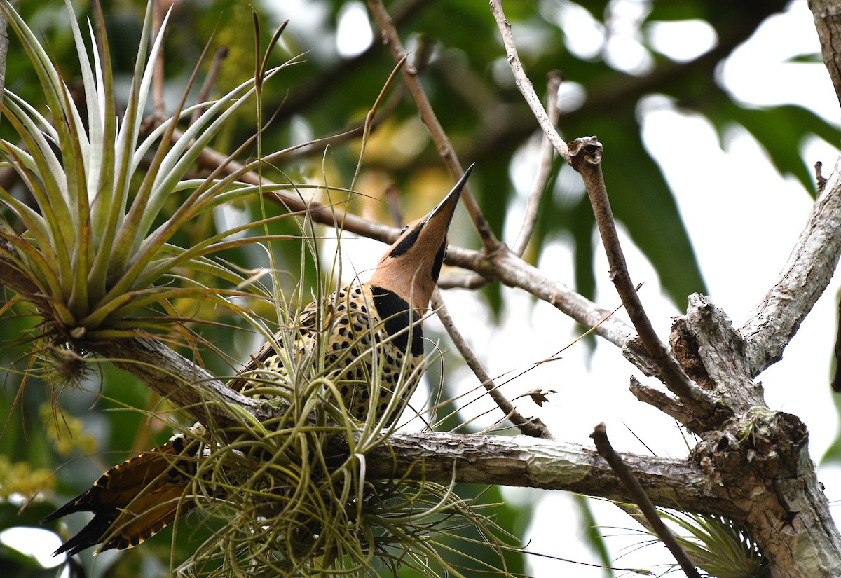 Northern Flicker (Cuban) - ML615004643