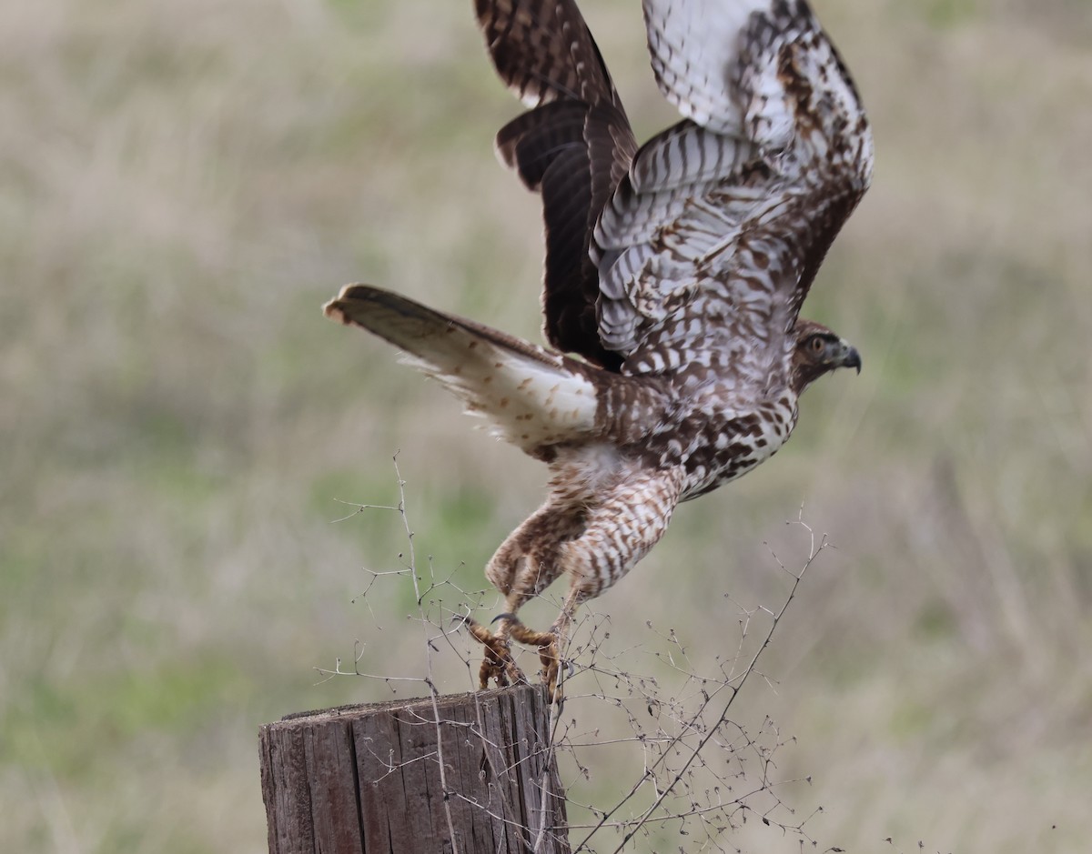 Rotschwanzbussard - ML615004672