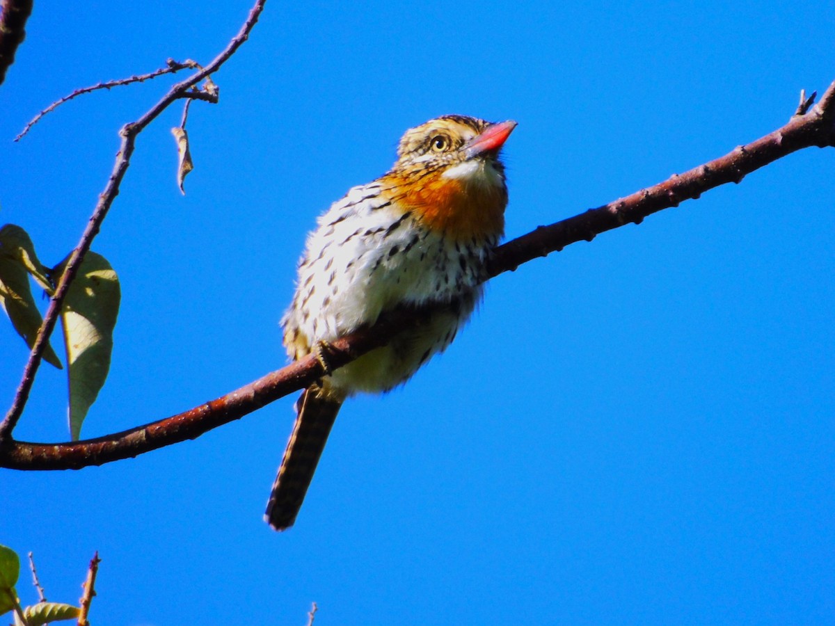 Fleckmantel-Faulvogel (striatipectus) - ML615004681