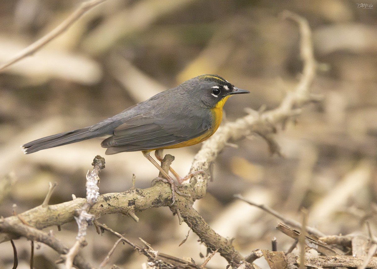 Fan-tailed Warbler - Darlene J McNeil