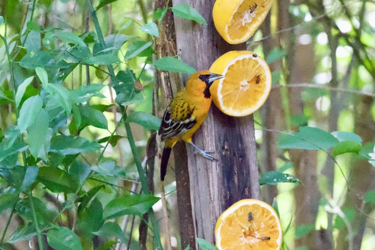 Streak-backed Oriole - Jim Collins