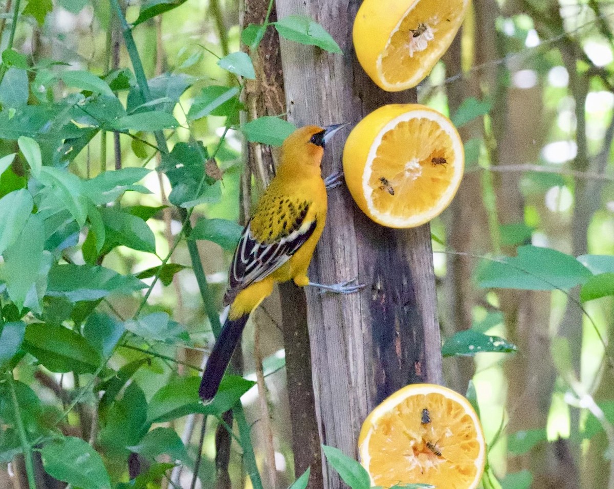 Oriole à dos rayé - ML615004735