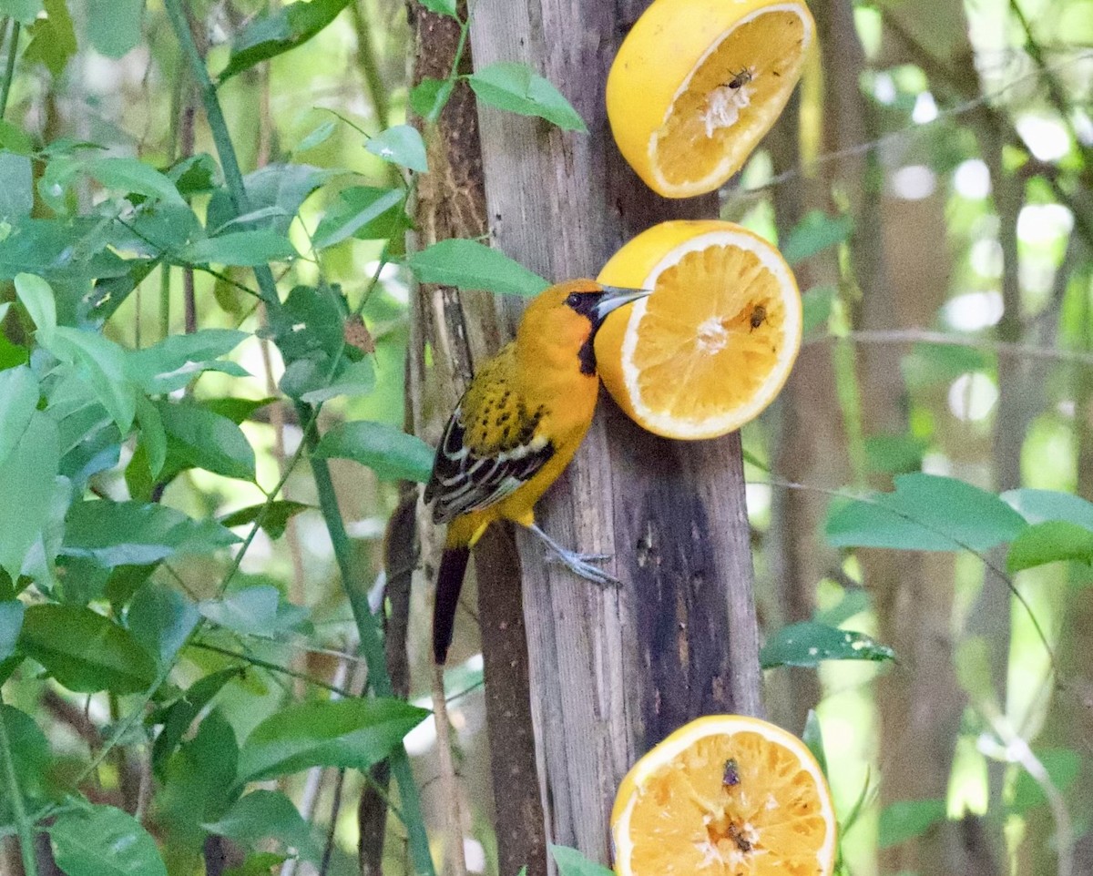 Oriole à dos rayé - ML615004736