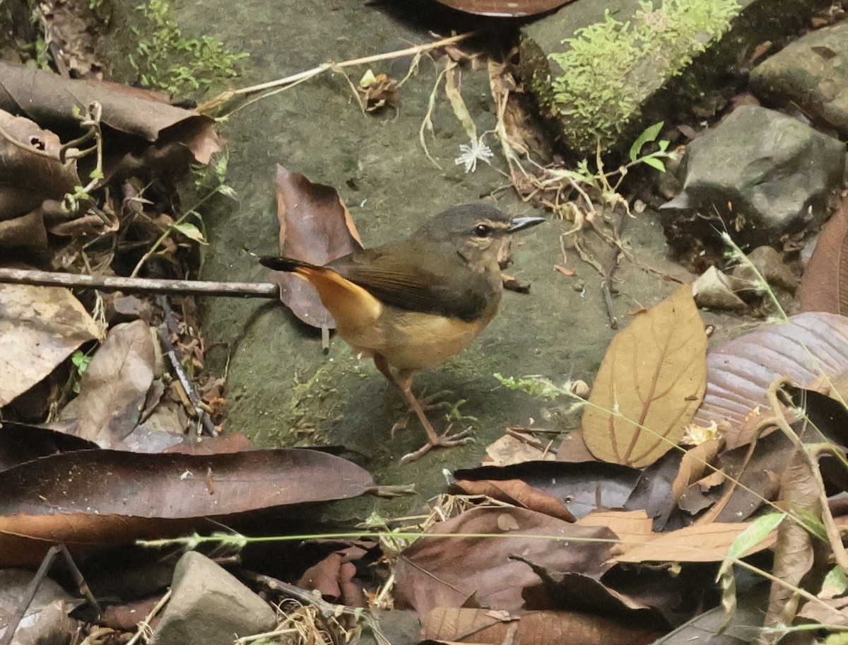 Buff-rumped Warbler - ML615004784