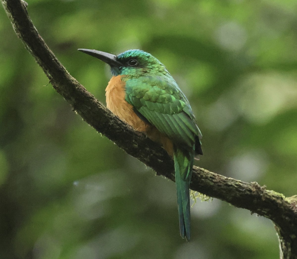 Great Jacamar - ML615004821