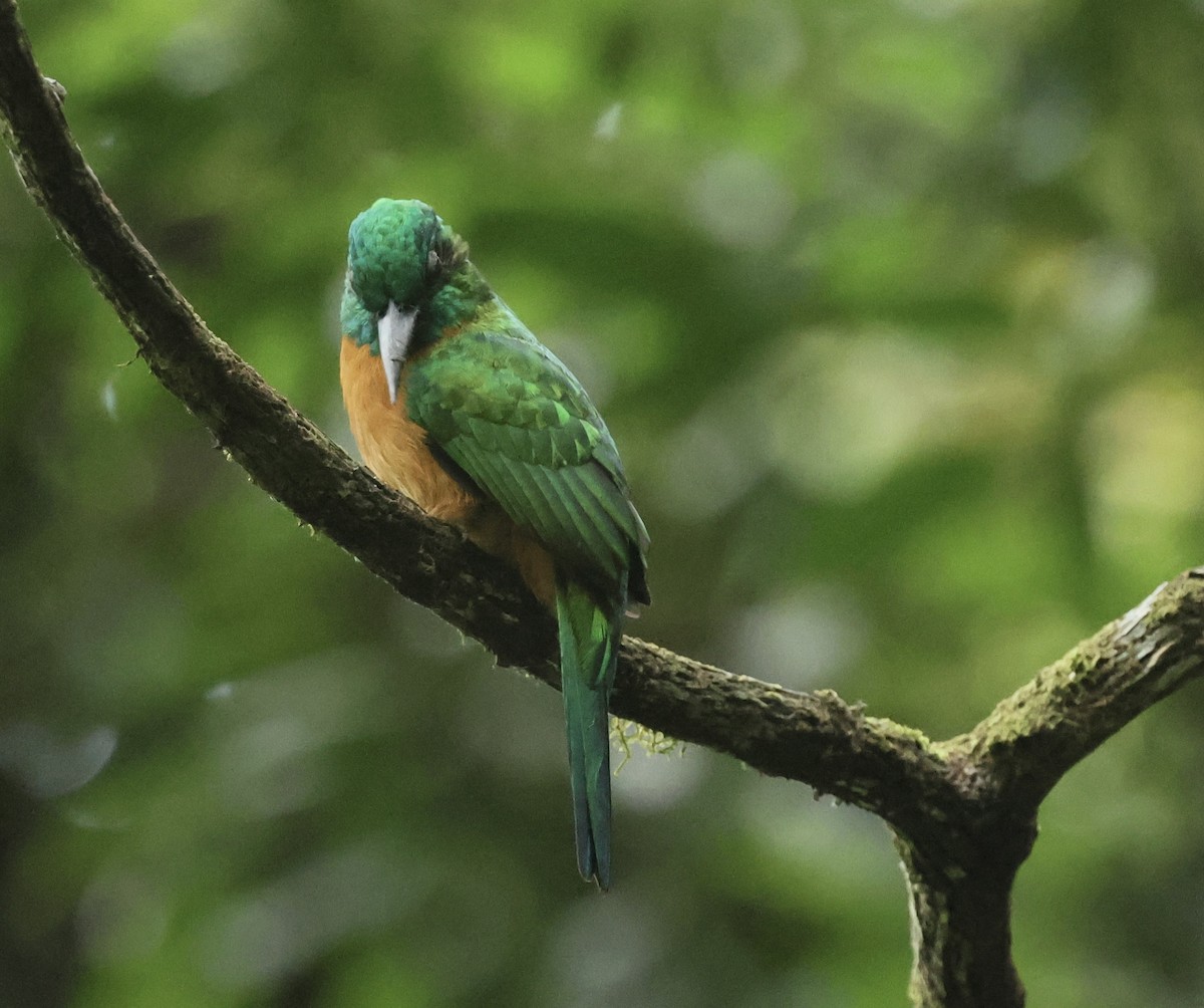 Great Jacamar - ML615004822