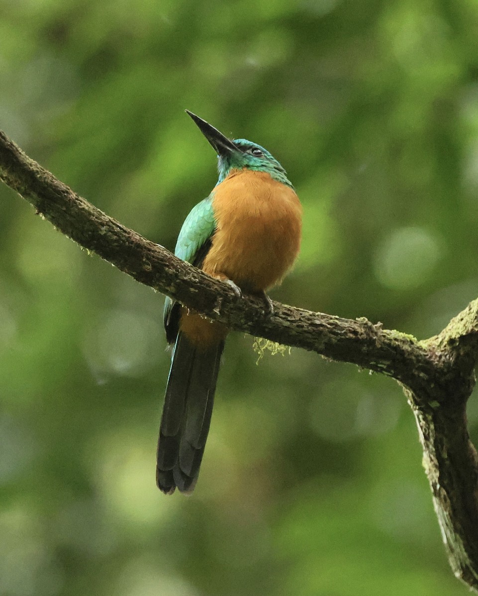 Great Jacamar - Marcus Wienands