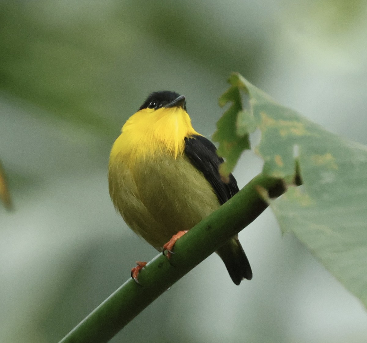 Golden-collared Manakin - ML615004850