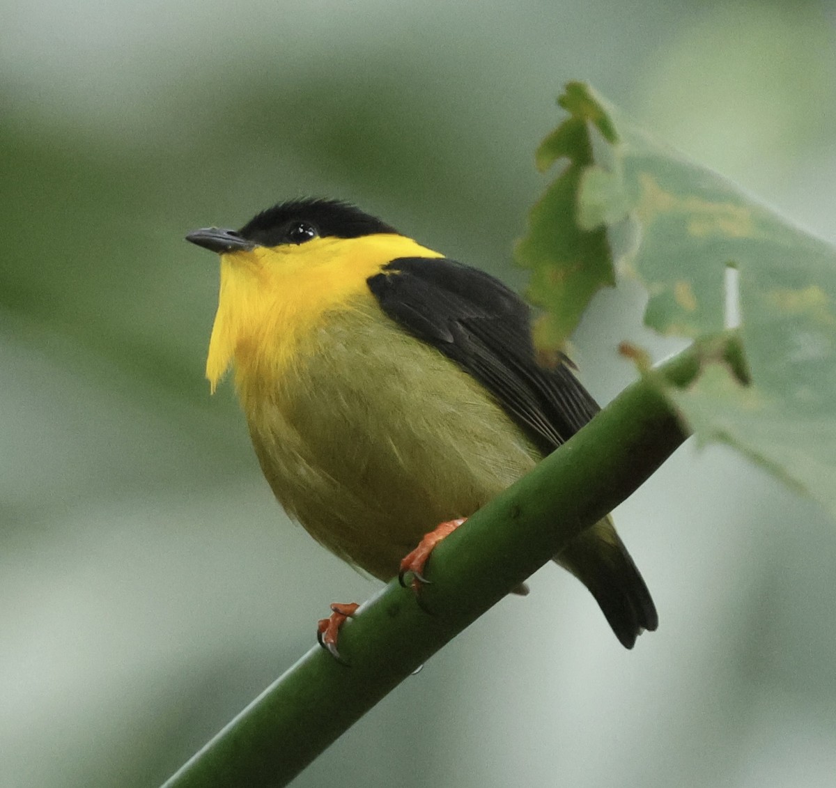 Golden-collared Manakin - ML615004851