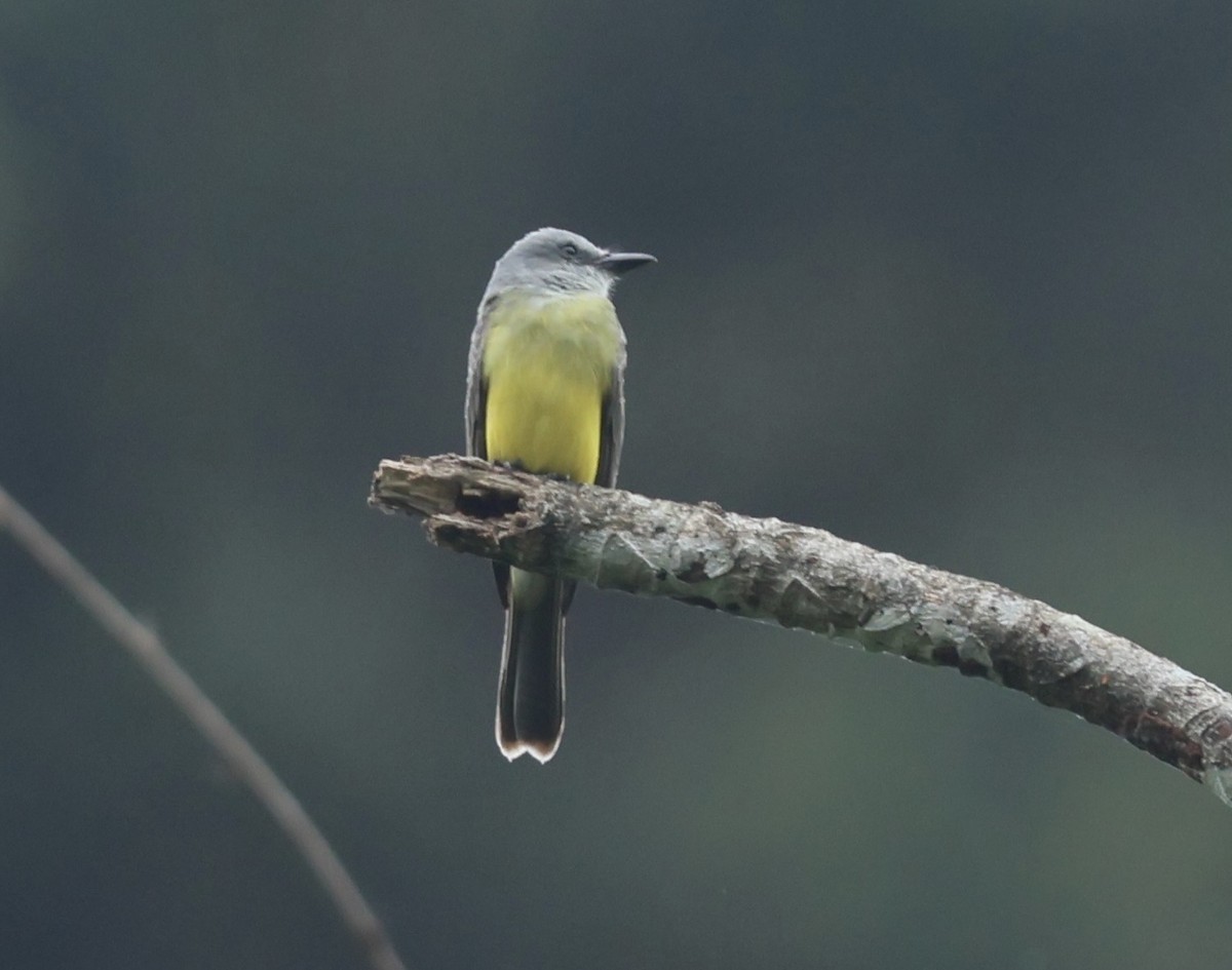 Tropical Kingbird - ML615004918