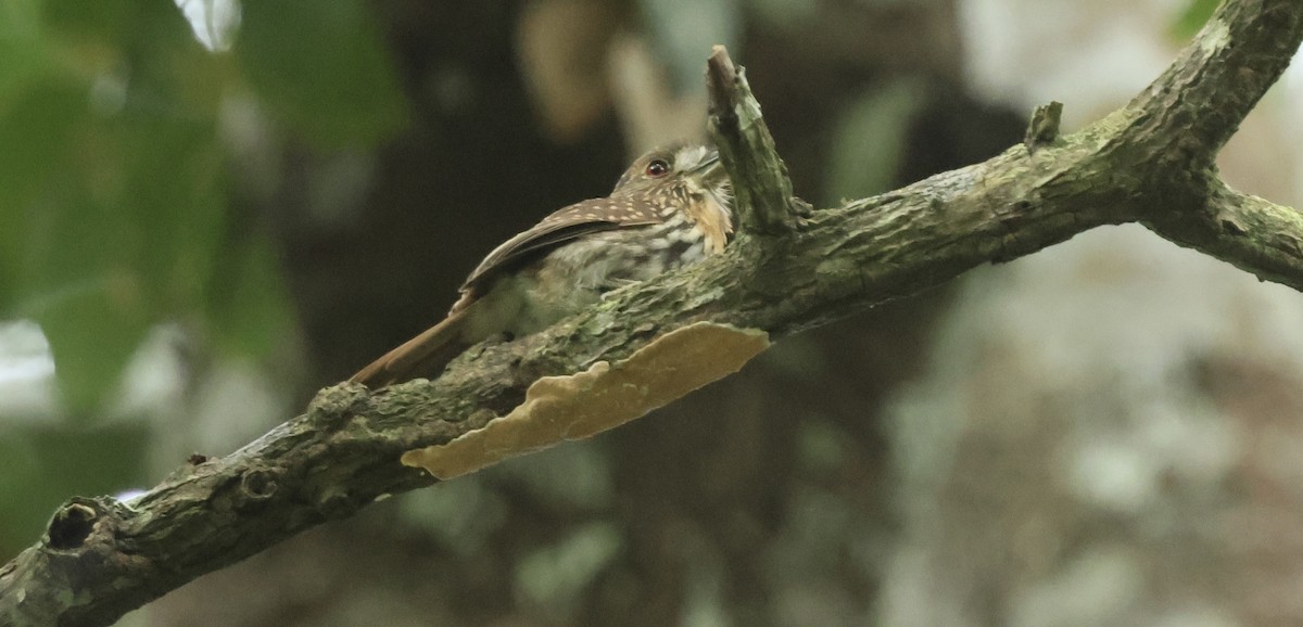 White-whiskered Puffbird - ML615004934