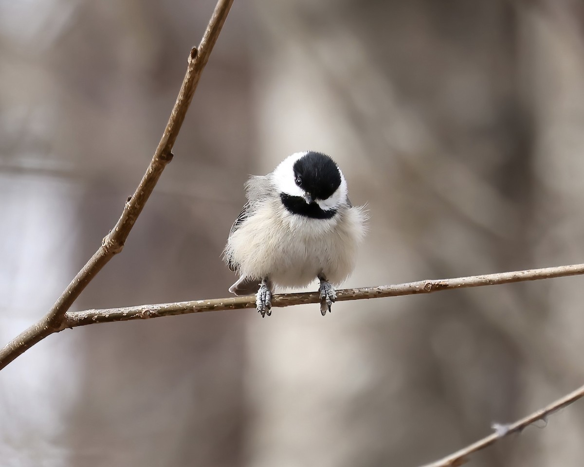 Carolina Chickadee - ML615005083
