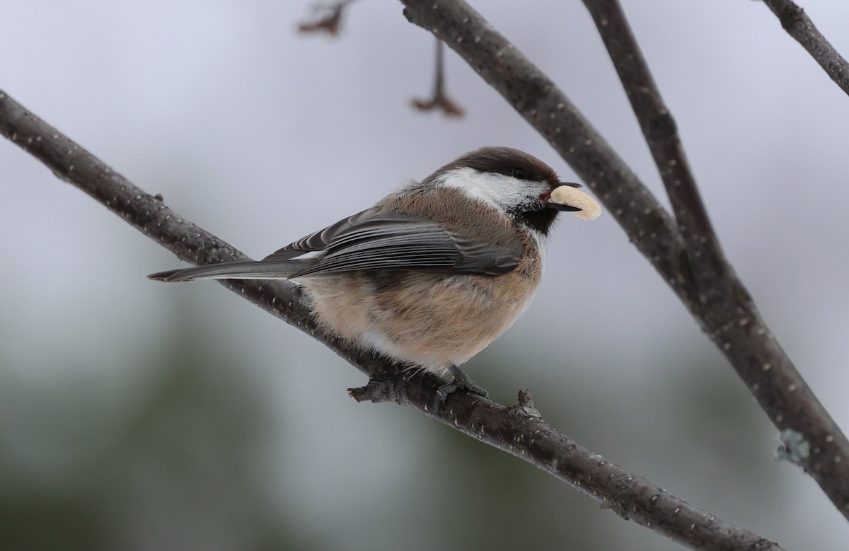 Gray-headed Chickadee - ML615005090