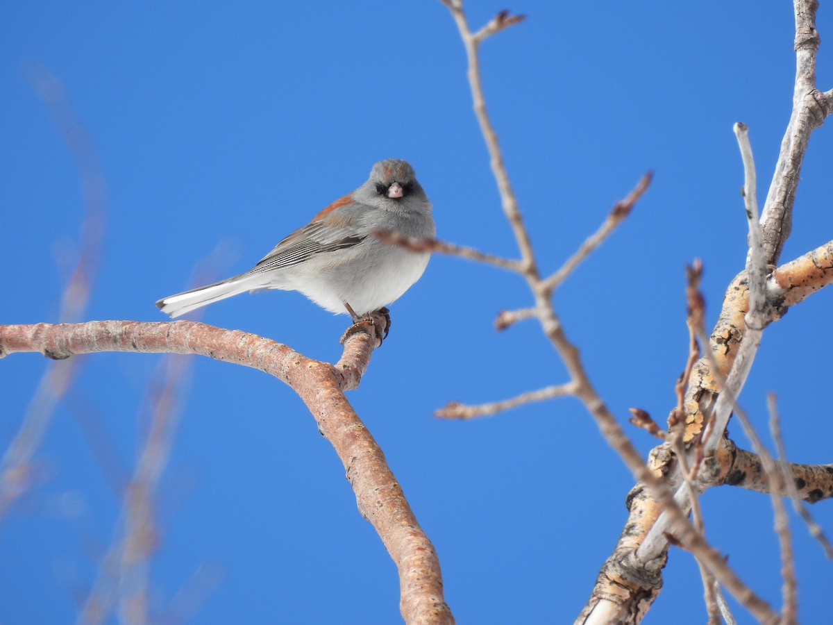 Dark-eyed Junco - ML615005138