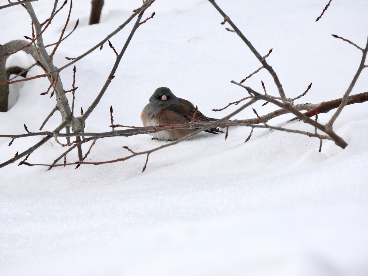 Dark-eyed Junco - ML615005139