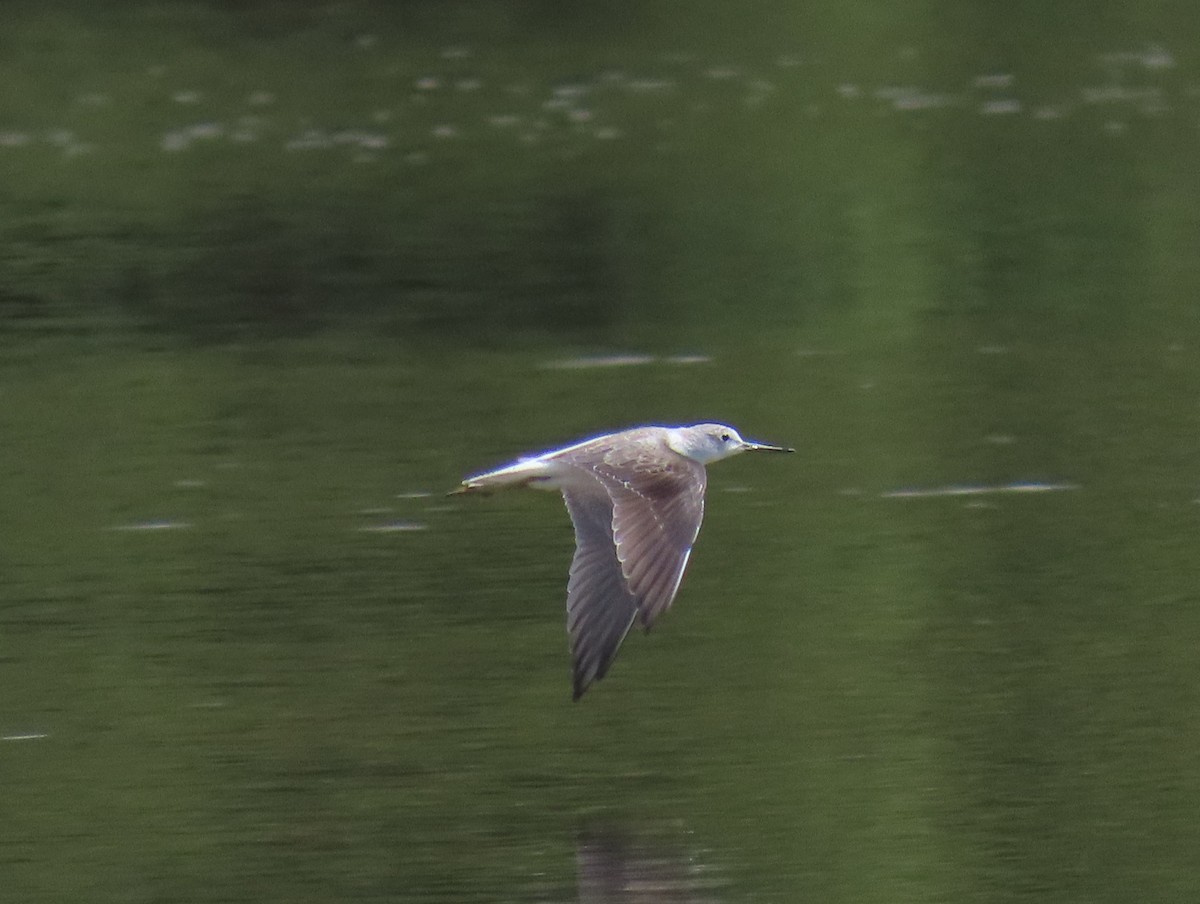 Common Greenshank - ML615005192