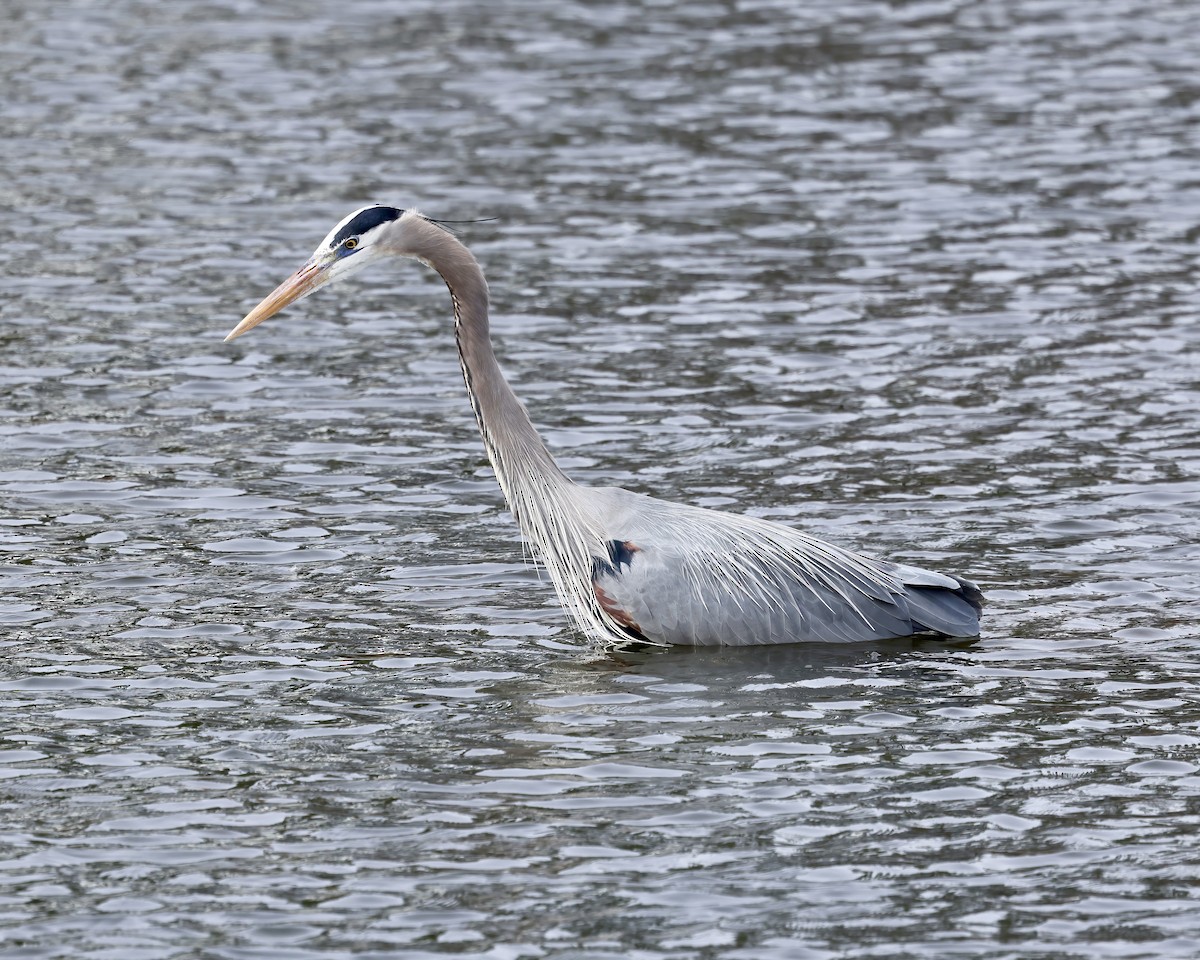 Great Blue Heron - ML615005252