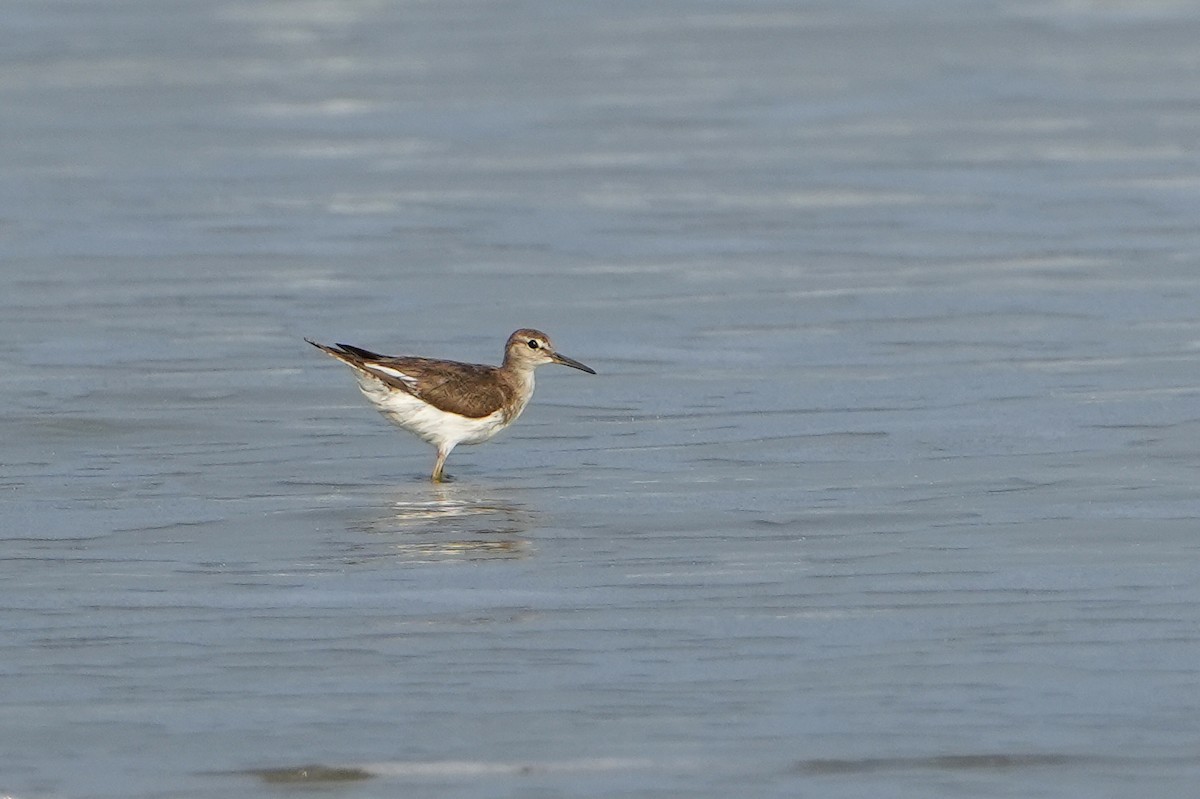 Common Sandpiper - ML615005259