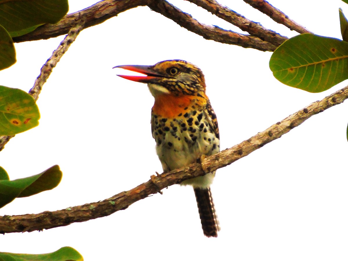 Spot-backed Puffbird (Spot-backed) - ML615005352