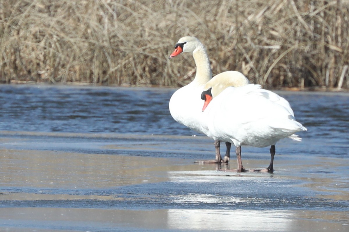 Höckerschwan - ML615005390