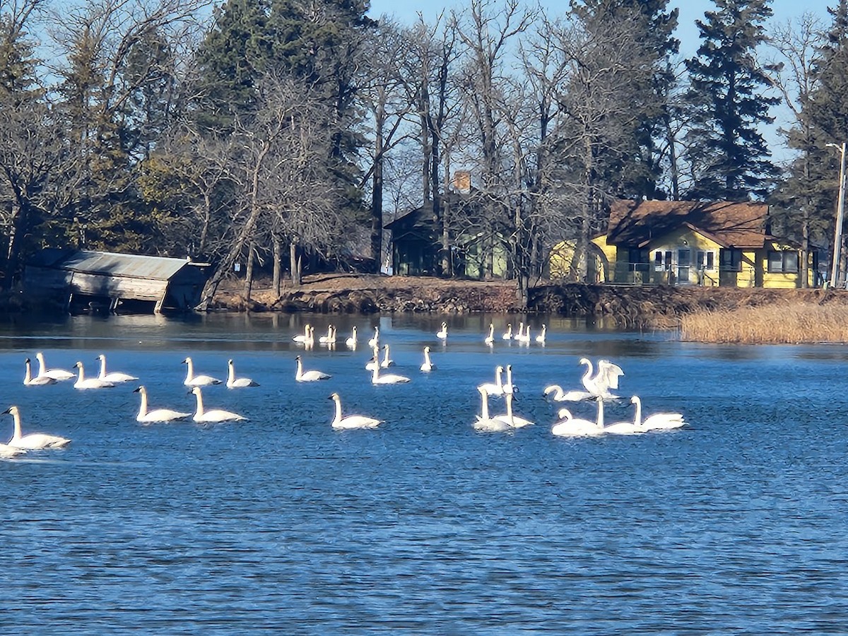 Trumpeter Swan - ML615005453