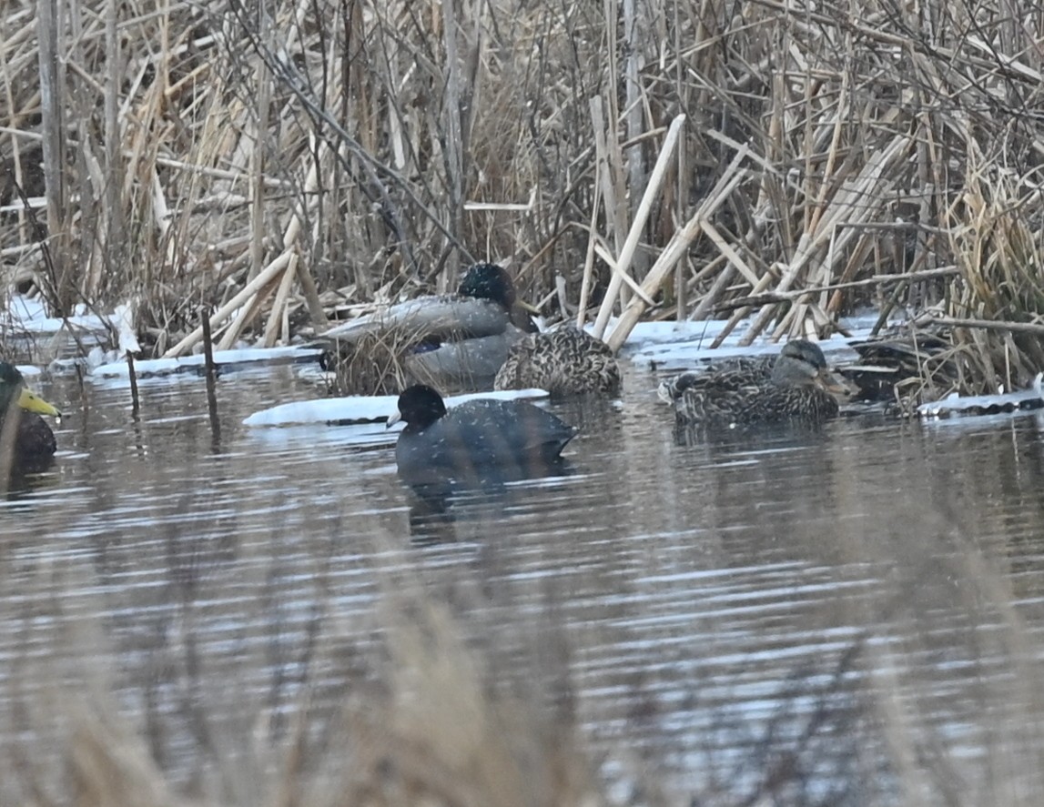 American Coot - ML615005454