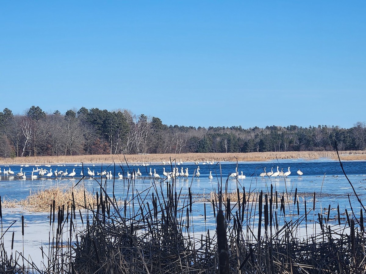 Trumpeter Swan - ML615005483